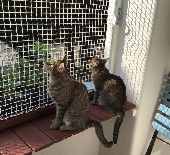 Pet Nets