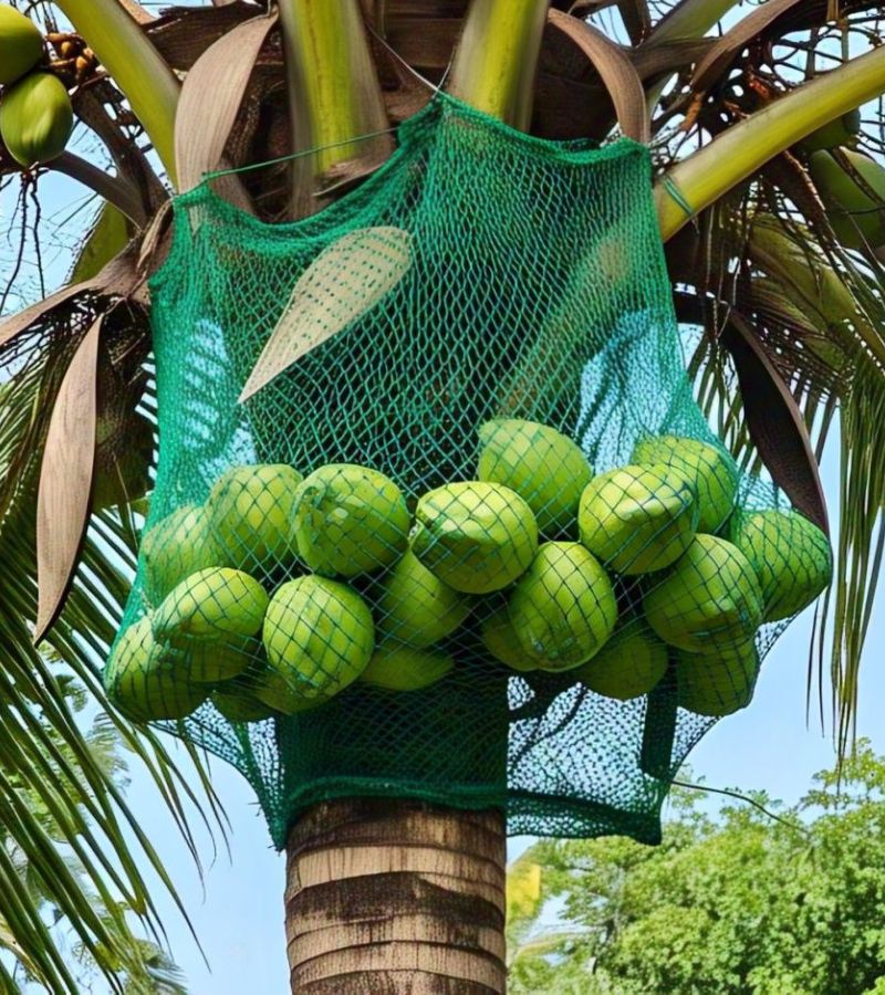 Coconut fall protection nets