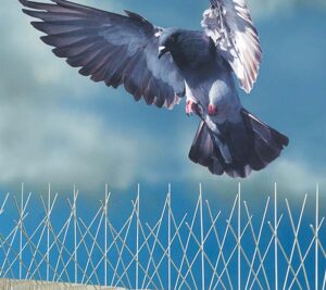 Bird spikes installation in Chennai done by GSA Enterprises