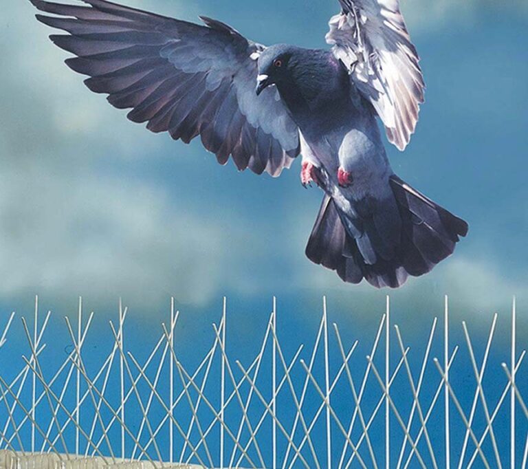 Bird spikes installation in Chennai done by GSA Enterprises