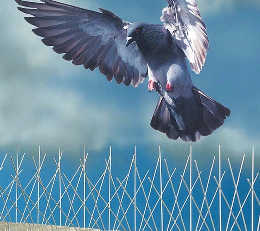 Bird spikes installation in Chennai done by GSA Enterprises